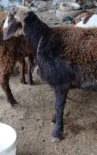 بره ی نرچاق قصابی