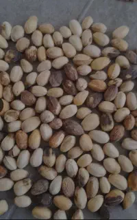 پسته پوک روابی گو زردو خریداریم به قیمت روز
