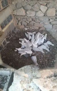 کبوتر طوقی