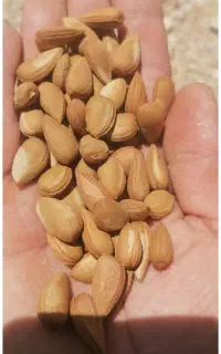 بادام کوهی تلخ ( الوک )