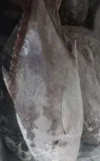 فروش ماهی جش