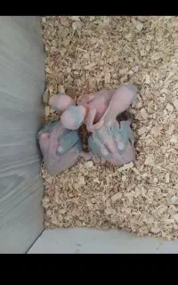 جوجه ملنگو سرلاکی