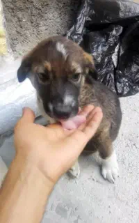 توله سگ