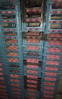 سبدتک رج2000درحدنو