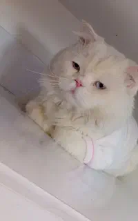 گربه