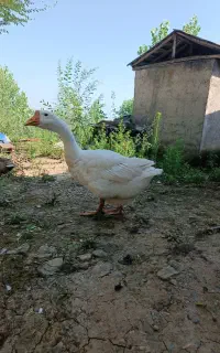 غو غاز