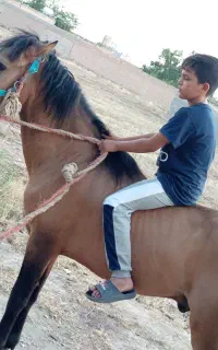 اسب نر ‌