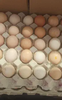 کف قیمت تخم مرغ رسمی  محلی گلپایگانی