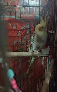 دو عدد عروس هلندی ماده