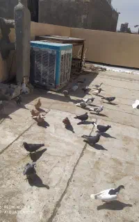 کولر آبی