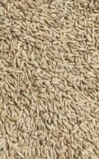 آرپا/جو آلرام