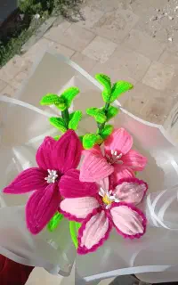 گل سرخابی خوشگل