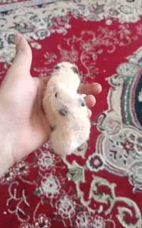 یک جفت همستر