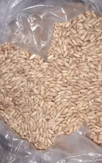 گندم سرداری شسته