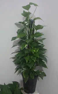 دوعدد گل زیبای پتوس