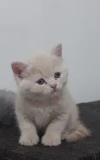 بریتیش لیلاک  گوگولی  نر و ماده