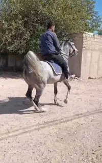نریان سواریدار