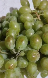 غوره دیم صددرصد طبیعی ارگانیک.قرمز