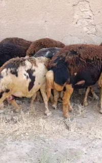 میش پلنگی