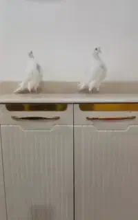 پرنده
