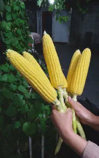 ذرت.بلال شیری