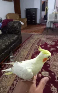 یک عدد عروس هلندی