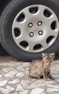 واگذاری بچه گربه