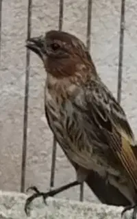 جوجه گلبسر کال کال ،سهره ،قناری