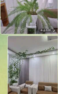 گل های زیبای آپارتمانی