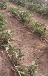 درخواست کارگر یا کشتگر