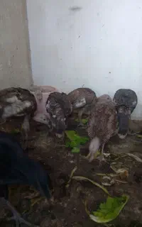 ۵عددبوقلمون نروماده ۳عددمرغ 3تاخروس