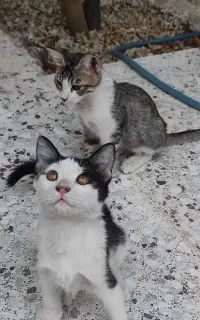 واگذاری رایگان دو بچه گربه