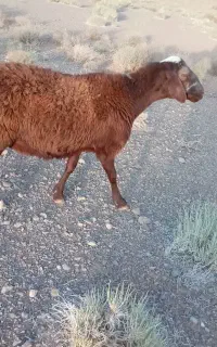 شیشک آبستن