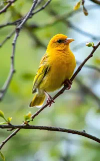 ساعت پر نده سرای فسا