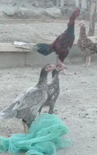 مرغ  کبوتر