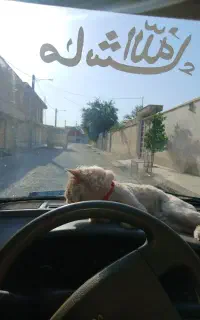 گربه گمشده کسی پیداش کرد بگه