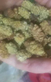 کشته توت وسپند