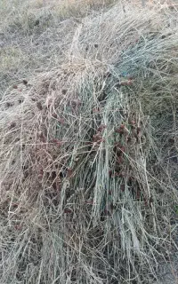علوفه چمن