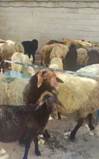 فروش گوسفند زنده /شبانه روزی/