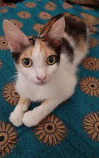 بچه گربه خانگی