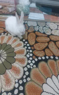 خرگوش بازیگوش