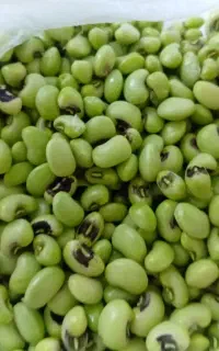 لوبیا(باقالی) چشم بلبلی