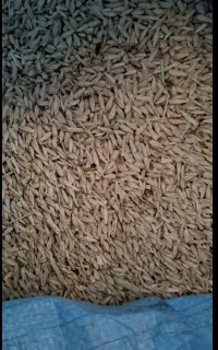 جو محلی دیم تمیز