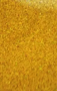 فروش بذر یونجه