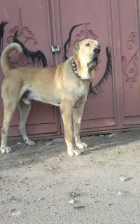 سگ توله سگ سگ افغان خراسانی گله نگهبان