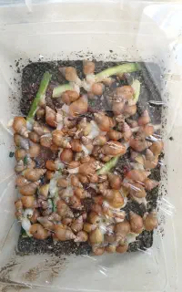 حلزون آلبینو ، آچاتینا