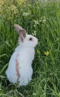 خرگوش پنبه ای نر