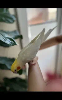 گم شدن عروس هلندی