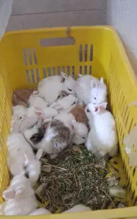 بچه خرگوش