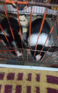 خرگوش